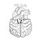 Heart vs brain. Concept of mind against love fight, difficult choice. Hand drawn black and white vector illustration.