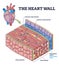 The heart wall with human organ medical membrane structure outline diagram