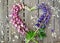 Heart wreath of purple, pink lupines and green leaves