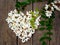 Heart wreath of white acacia blossoming flower petals and green leaves