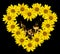 Heart of yellow flowers of decorative sunflowers Helinthus and fire flames inside isolated