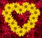 Heart of yellow flowers of decorative sunflowers Helinthus and red rose