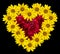 Heart of yellow flowers of decorative sunflowers Helinthus and red roses inside isolated