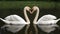 a heartfelt encounter of swans on still waters