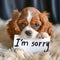 Heartfelt Regret: A Puppy\\\'s Endearing Apology with an \\\'I\\\'m Sorry\\\' Sign