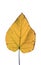 An hearth-shaped leaf of Paulownia in autumn