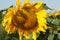 Heartland Farms Sunflowers IX