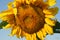 Heartland Farms Sunflowers VII