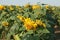 Heartland Farms Sunflowers VIII