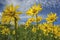 Heartleaf Arnica cordifolia wildflower montana wildflowers