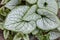 Heartleaf brunnera, Siberian bugloss  Brunnera macrophylla `Jack Frost ` in garden.