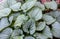 Heartleaf brunnera, Siberian bugloss Brunnera macrophylla `Jack Frost ` in garden.