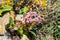 Heartleaf or elephant ear Bergenia Cordifolia growing from the top of a wall