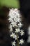 Heartleaf foamflower close up flowers. Tiarella cordifolia