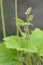 Heartleaf foamflower Tiarella cordifolia, buds