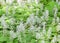 Heartleaf foamflower Tiarella cordifolia, white flowering plants