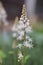 Heartleaf foamflower Tiarella cordifolia, white starry flowers