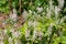 Heartleaf foamflowers tiarella cordifolia in bloom