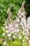 Heartleaf foamflowers tiarella cordifolia in bloom