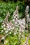 Heartleaf foamflowers tiarella cordifolia in bloom