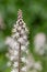 Heartleaf foamflowers tiarella cordifolia in bloom