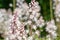 Heartleaf foamflowers tiarella cordifolia in bloom