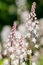 Heartleaf foamflowers tiarella cordifolia in bloom