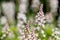 Heartleaf foamflowers tiarella cordifolia in bloom