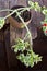 Heartleaf iceplant or baby sun rose plant aptenia cordifolia o