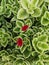 Heartleaf iceplant with red flowers