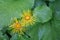 Heartleaf oxeye macro photo