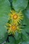 Heartleaf oxeye macro photo