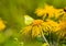 Heartleaf Oxeye with yellow petals