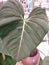 Heartleaf philodendron mother nature love