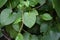 Heartleaf Philodendron vine Philodendron hederaceum produces shiny