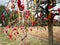 Hearts Hanging from a Tree at Cangshan Mountain in Dali Yunnan C