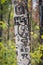 Hearts and initials carved into bark of aspen tree in Colorado