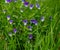 Heartsease Viola tricolor close-up