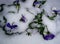 Heartsease viola tricolor flower in the snow