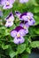 Heartsease Viola or Violet. Viola is a genus of flowering plants