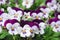 Heartsease Viola or Violet. Viola is a genus of flowering plants
