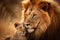 Heartwarming Bond Between Male Lion and Cub Male Lion Nurturing Its Adorable Cub. Generative By Ai