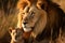 Heartwarming Bond Between Male Lion and Cub Male Lion Nurturing Its Adorable Cub. Generative By Ai