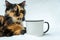 This heartwarming image showcases a cute cat in a peaceful relaxation, resting near a white blank mug