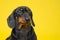 A heartwarming portrait of a black dachshund puppy sitting against a bright yellow backdrop. This adorable dog captures