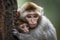 heartwarming portrait of mother monkey, with her infant clinging to her back