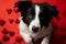 Heartwarming scene Cute border collie puppy with red heart background