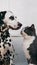 A heartwarming scene of a Dalmatian dog and gray/white cat