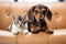 A heartwarming scene featuring a dog and a cat peacefully sitting together on a cozy couch, Dachshund puppy and tabby kitten