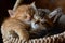 A heartwarming scene of two happy kittens cuddled up together in a cozy basket, their tiny paws and tails entwined, symbolizing